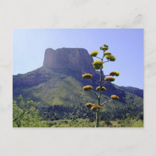 Mesa and blooming maguey 1 postcard