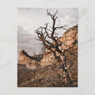 Mesa Verde Postcard