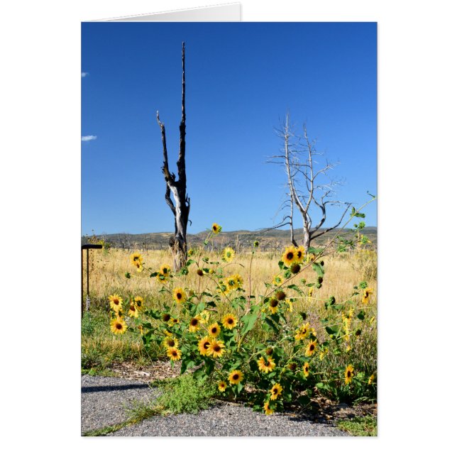Mesa Verde View (Front)