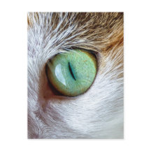 Mesmerising Beautiful Green Cat's Eye