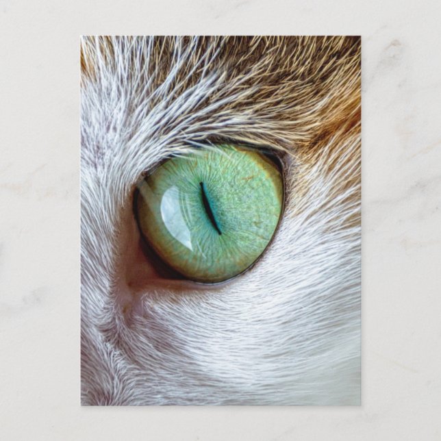 Mesmerising Beautiful Green Cat's Eye Postcard (Front)