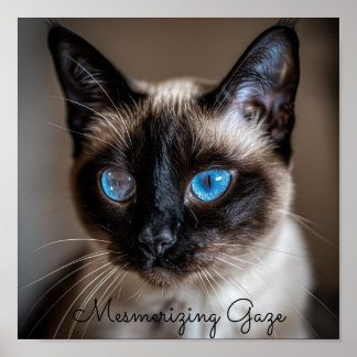 Mesmerising Gaze: Siamese Cat Poster
