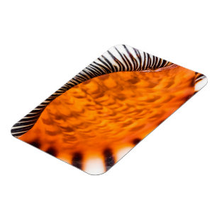Mesmerising seashell magnet