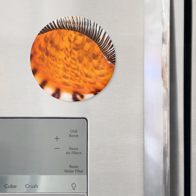 Mesmerising seashell magnet (In Situ (Fridge))