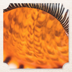 Mesmerising seashell paper coaster