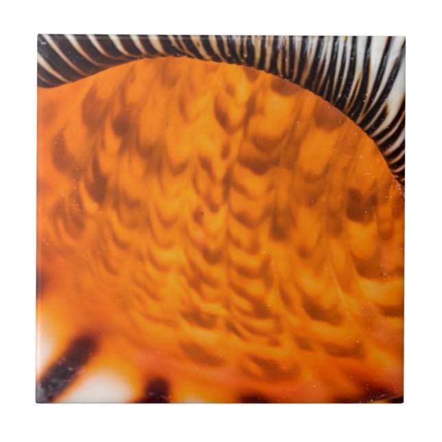 Mesmerising seashell tile (Front)