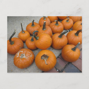 Mess Of Pumpkins Postcard