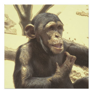 metal Chimp Poster