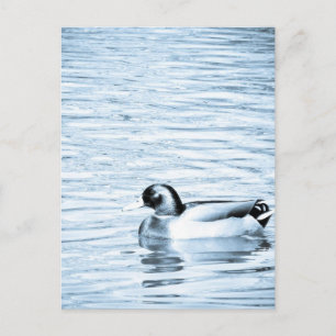 Metal Duck Postcard
