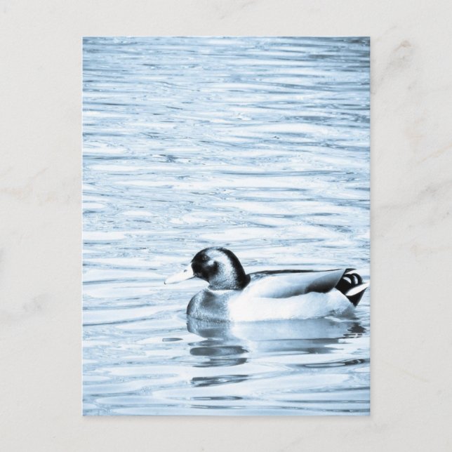 Metal Duck Postcard (Front)