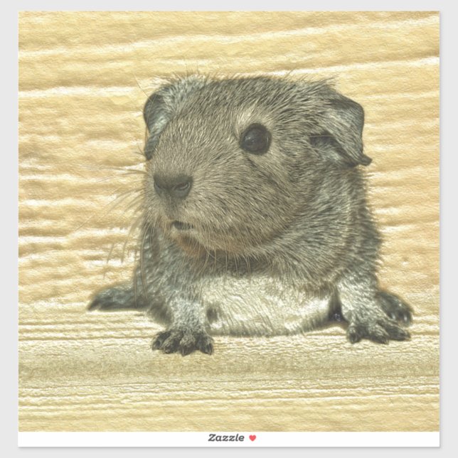 metal guinea pig (Sheet)