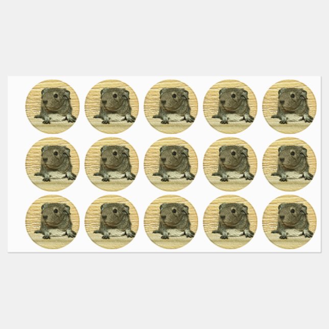 metal guinea pig (Sheet)