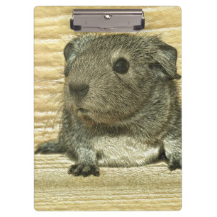 metal guinea pig clipboard