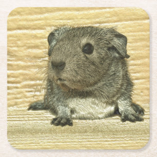 metal guinea pig square paper coaster