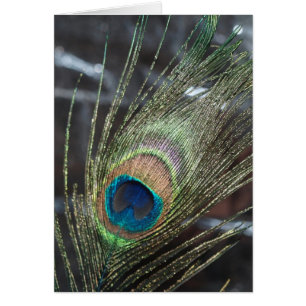 Metalic Peacock Feather