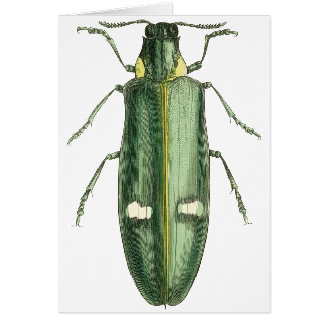 Metallic Wood-Boring Beetle (Front)