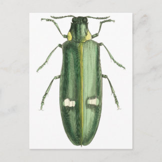 Metallic Wood-Boring Beetle Postcard