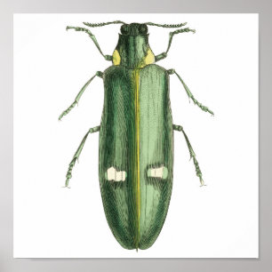 Metallic Wood-Boring Beetle Poster