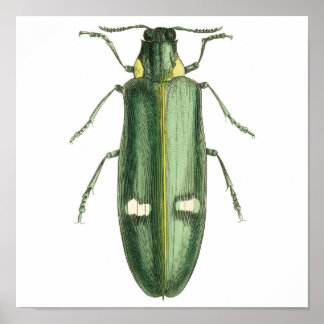 Metallic Wood-Boring Beetle Poster