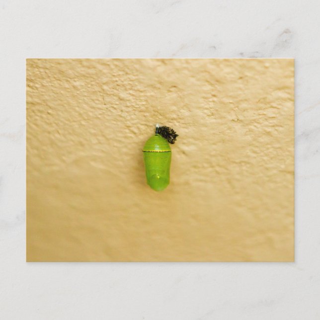 Metamorphosis Begins Monarch Butterfly Postcard (Front)