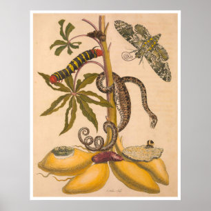 Metamorphosis Insectorum Surinamensium Print