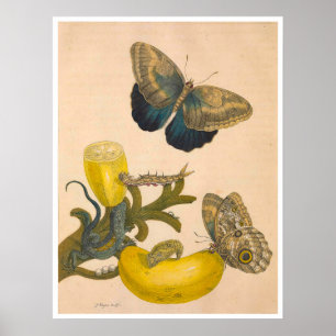 Metamorphosis Insectorum Surinamensium Print
