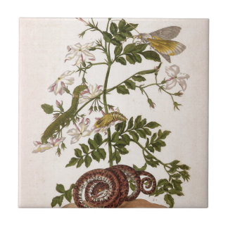 Metamorphosis insectorum Surinamensium Tile