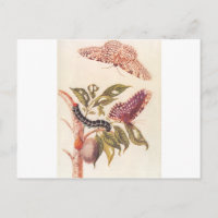 Metamorphosis of a Butterfly Maria Sibylla Merian