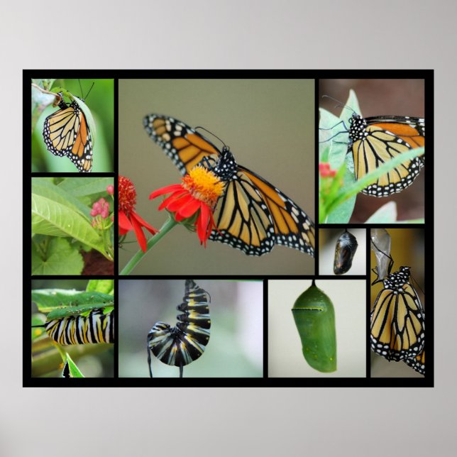 Metamorphosis Poster (Front)