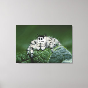 Metaphid Jumping Spider Canvas Print