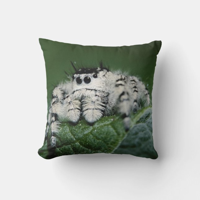 Metaphid Jumping Spider Cushion (Front)
