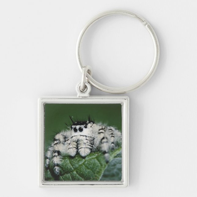 Metaphid Jumping Spider Key Ring (Front)