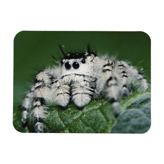 Metaphid Jumping Spider Magnet (Horizontal)