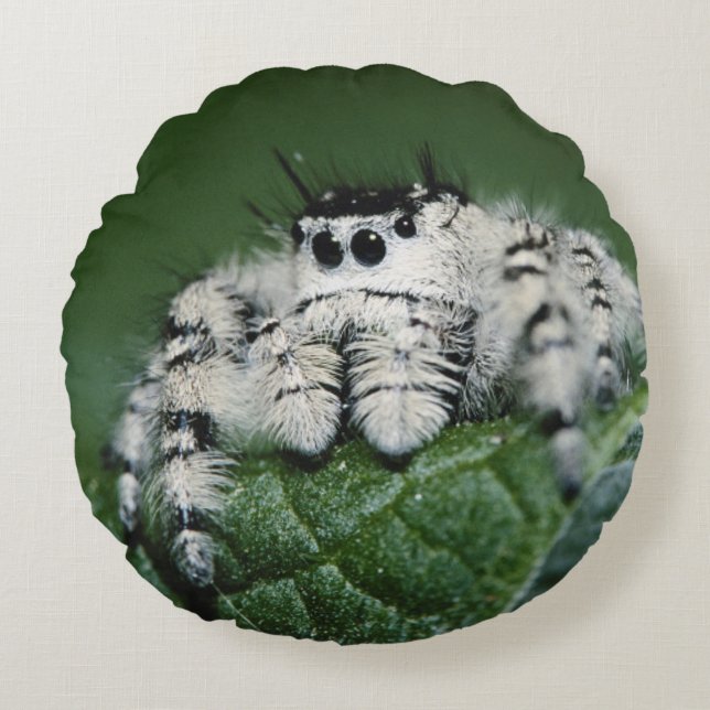 Metaphid Jumping Spider Round Cushion (Front)