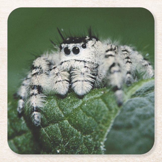 Metaphid Jumping Spider Square Paper Coaster (Front)