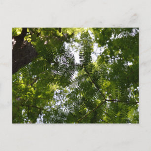 Metasequoia - Dawn Redwood Tree Postcard