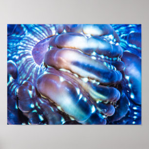 Meterlic- coloured Coral Poster