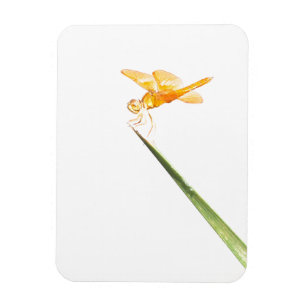 Mexican amber-wing dragonfly magnet