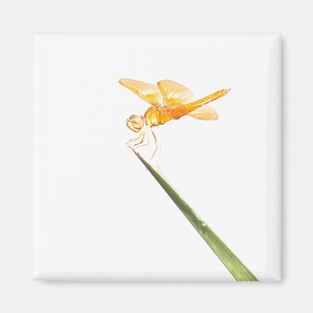 Mexican Amberwing Magnet (Front)