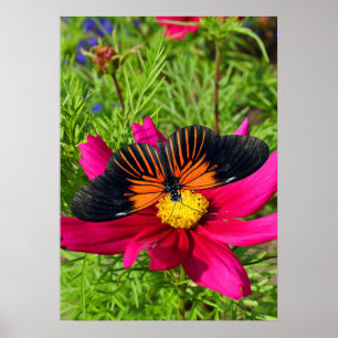 Mexican aster flower with a Doris Longwing Poster