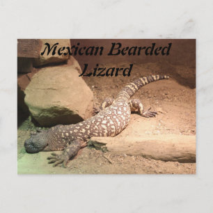 Mexican Bearded Lizard Postcard