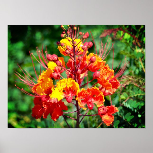 Mexican Bird of Paradise Poster (Front)