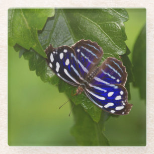 Mexican blue wing butterfly glass coaster