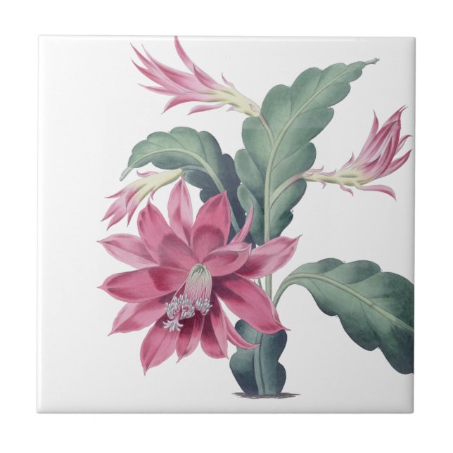 Mexican Cactus Flower Pink Tile (Front)