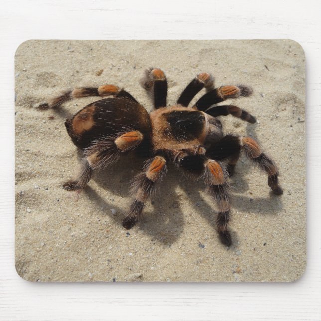 Mexican Flameknee Tarantula Spider Mouse Pad (Front)