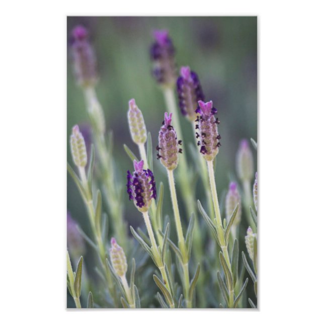 Mexican Lavender Photo Print (Front)