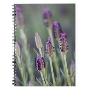 Mexican Lavender Spiral Notebook