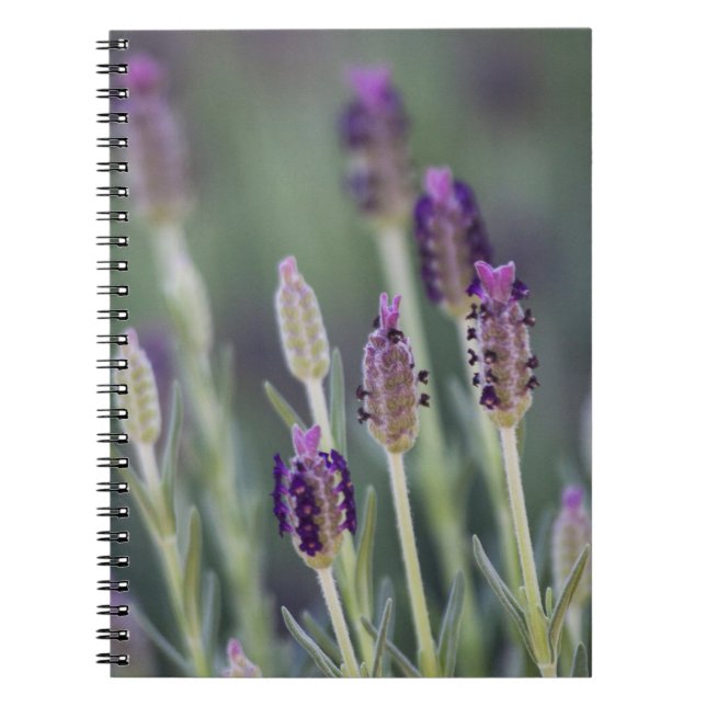 Mexican Lavender Spiral Notebook (Front)