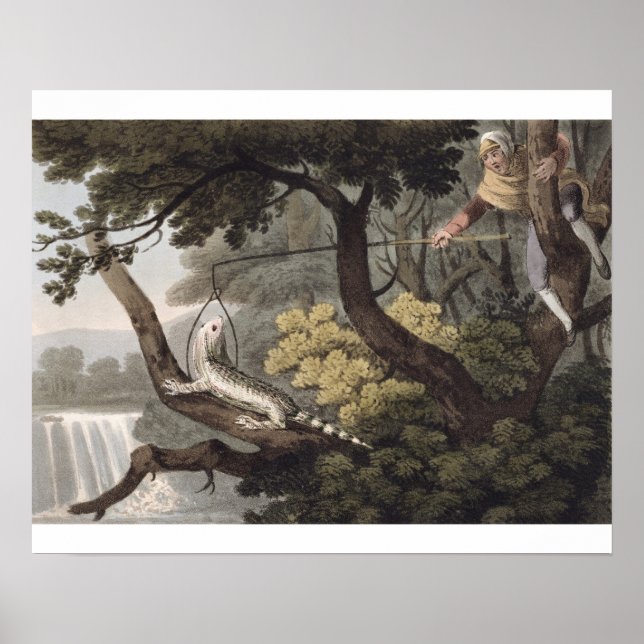 Mexican Lizard Catcher, engraved by Matthew Dubour Poster (Front)