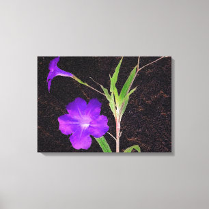 Mexican Petunia Purple Canvas Print